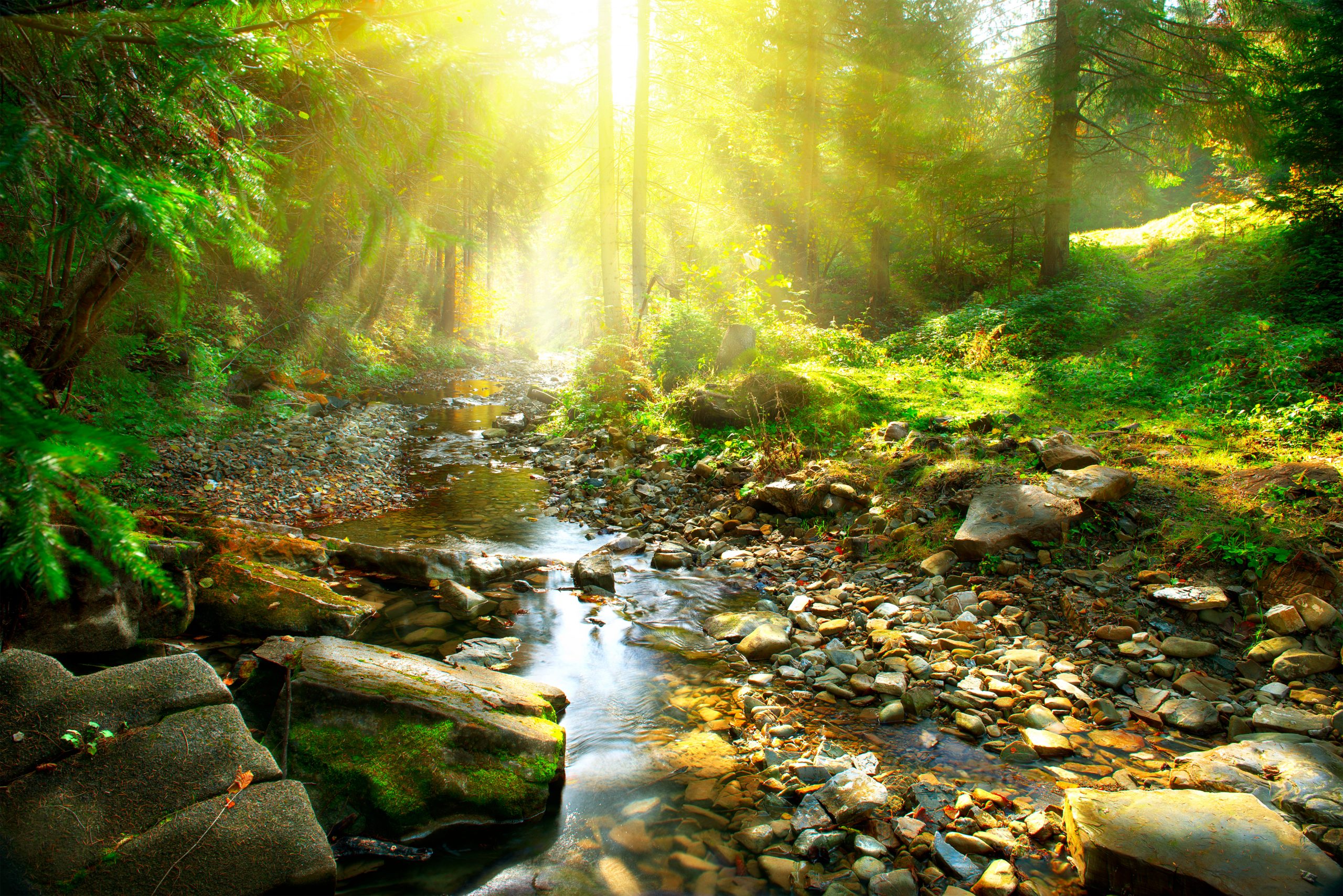 southern forests