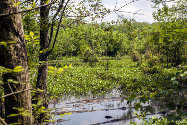 After walking through a beautiful wetland forest we entered an old clear-cut now turned into an exotic-invasive thicket seen above in the distance.