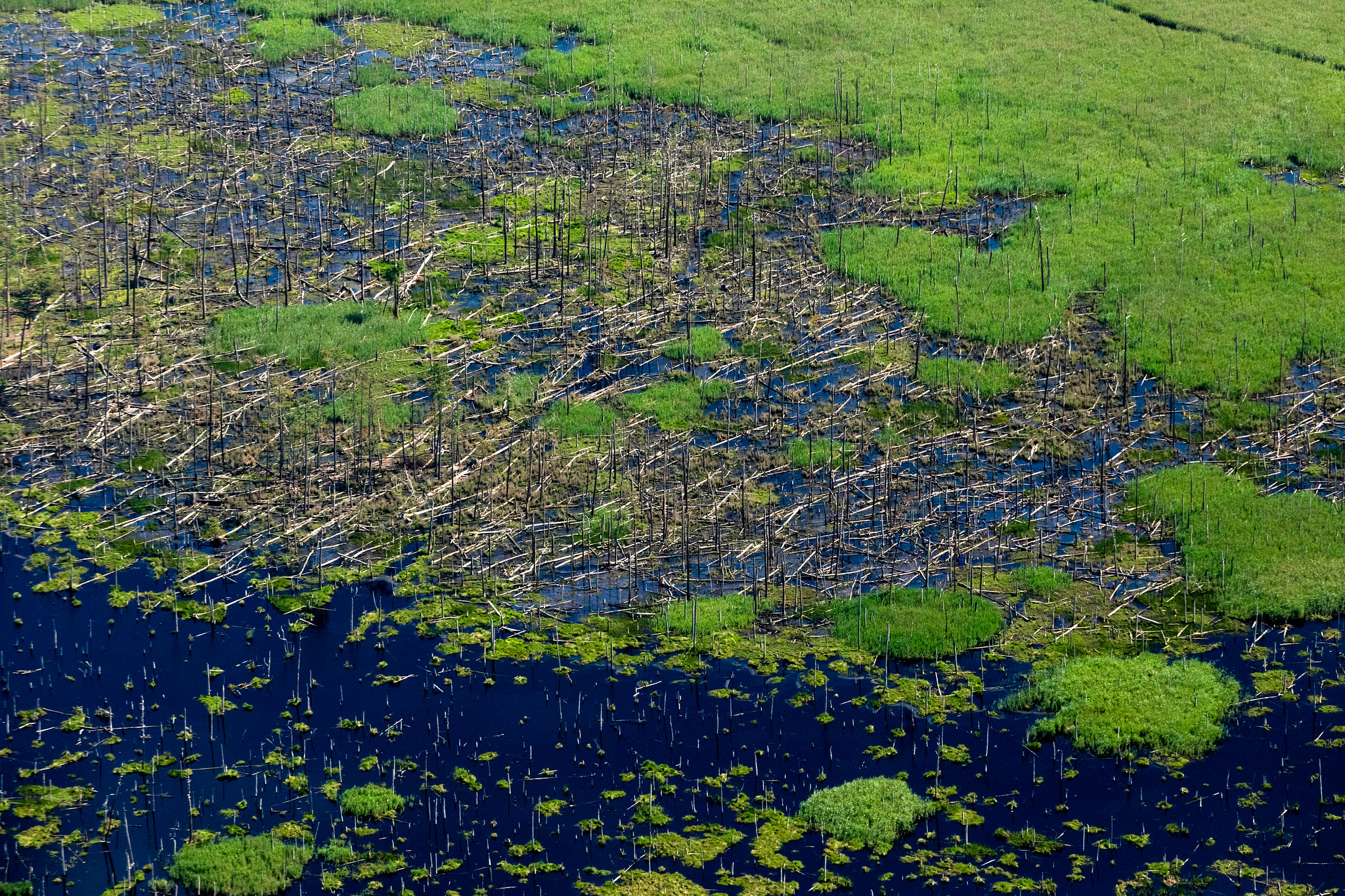 Blackwater National Wildlife Refuge Ghost Forests