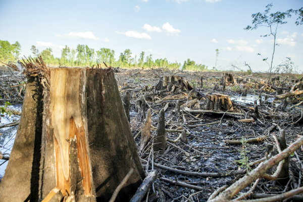 Cypress stumps and knees of a once great wetland forest.