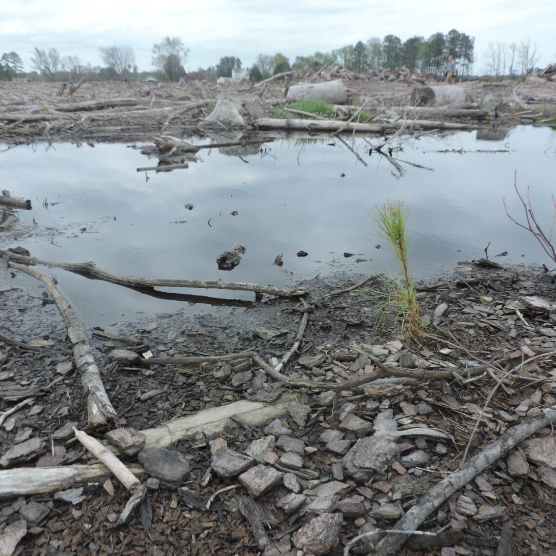 Native Forest after Clearcut