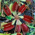 Dionaea