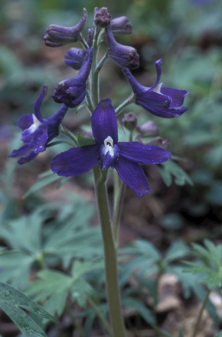 Dward Larkspur