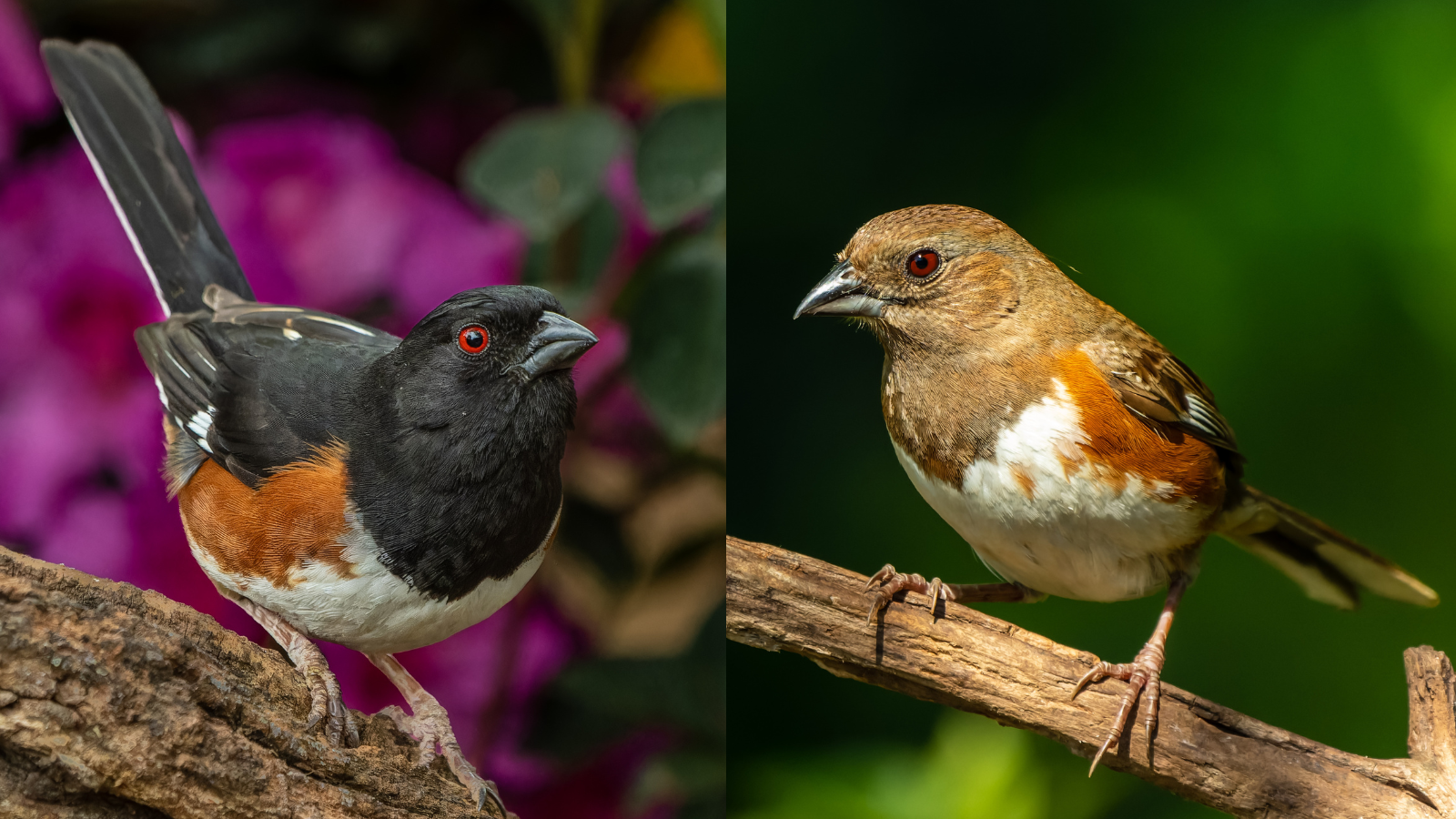 eastern-towhee-bird-male-and-female