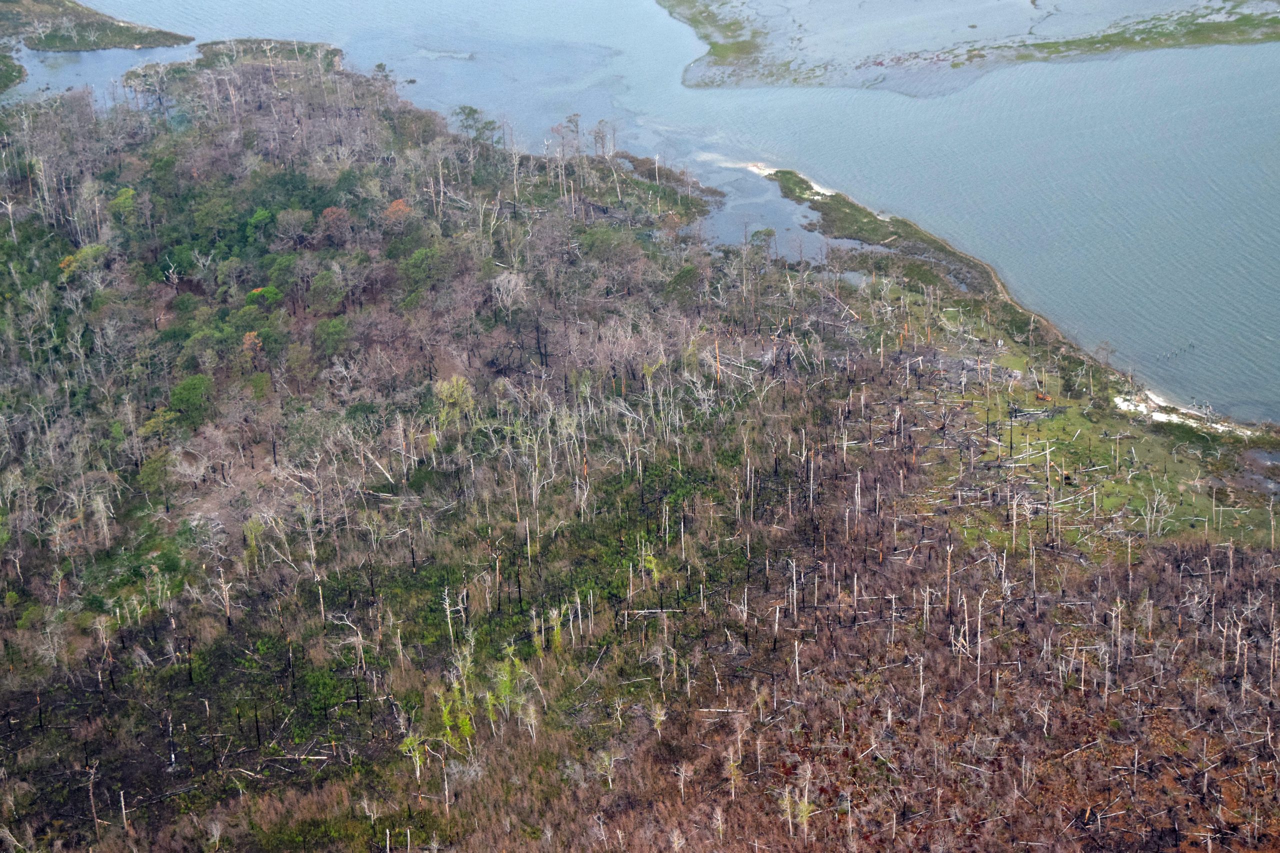 NC ghost forests