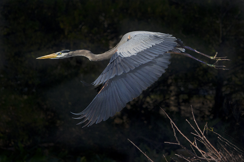 great blue heron flying at night