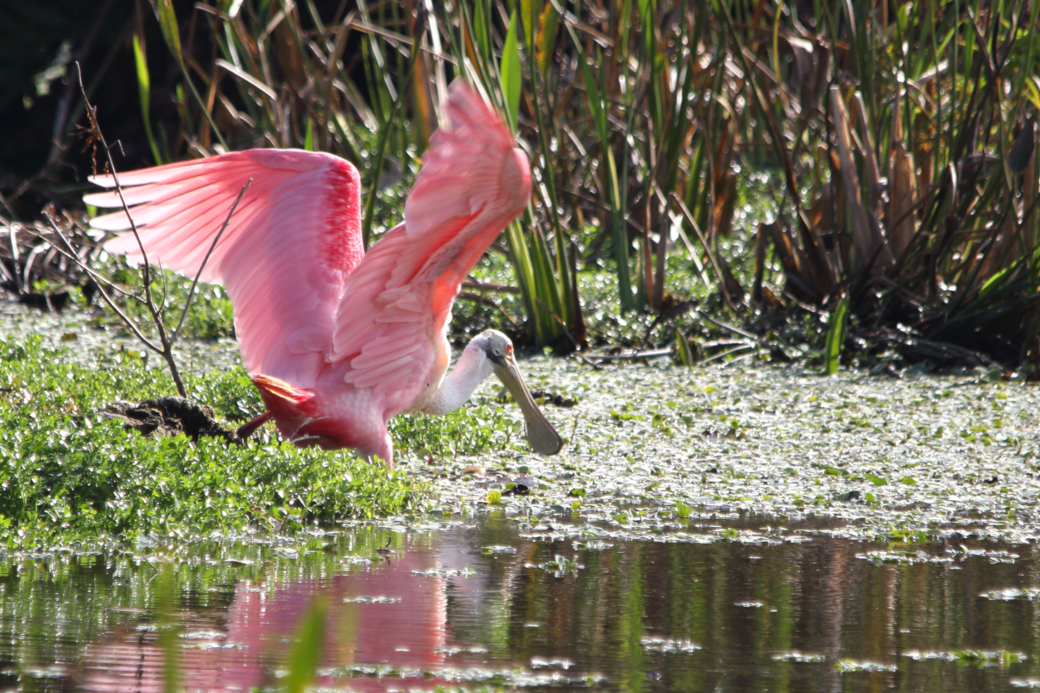 Roseate-Spoonbill