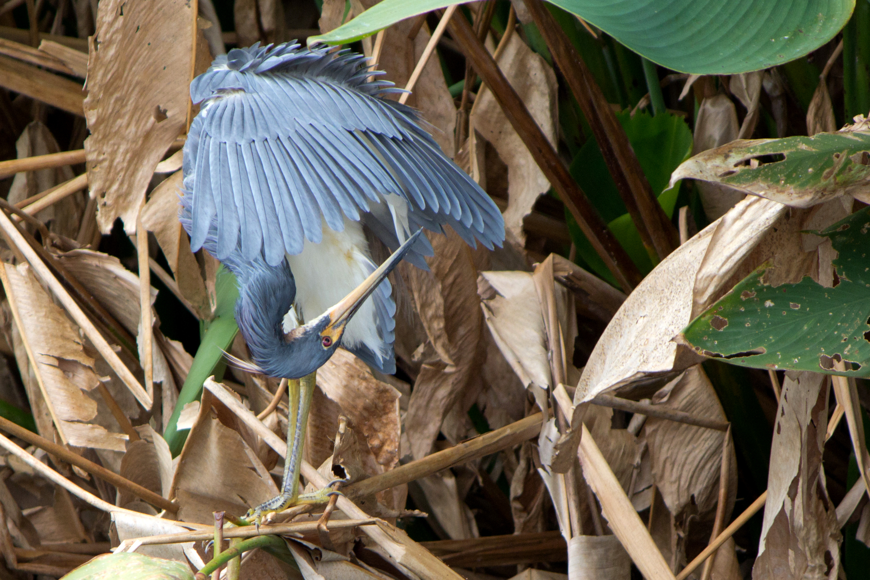 tricolored heron grooming itself
