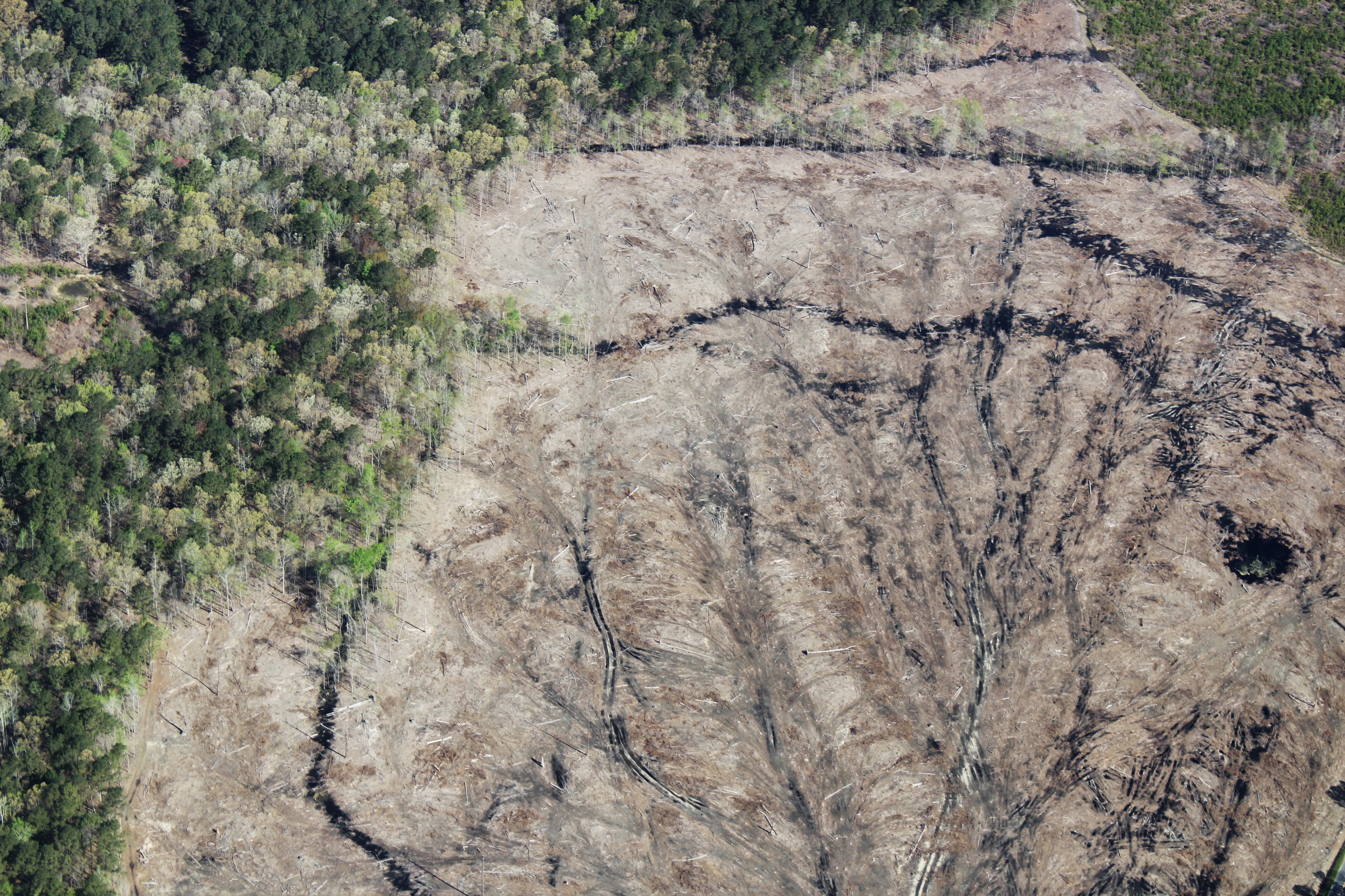 Photo of Clear Cut