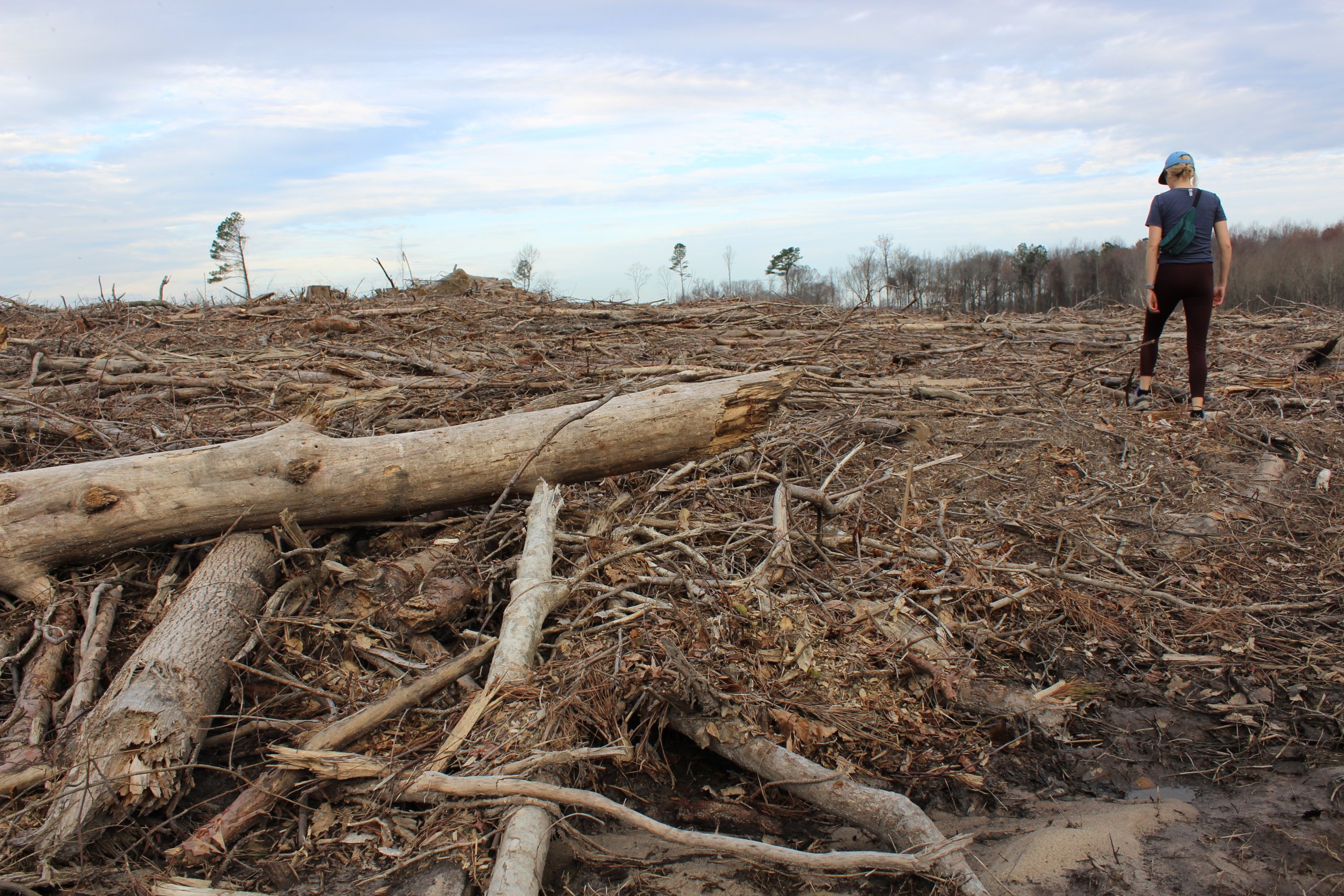Clearcut forest