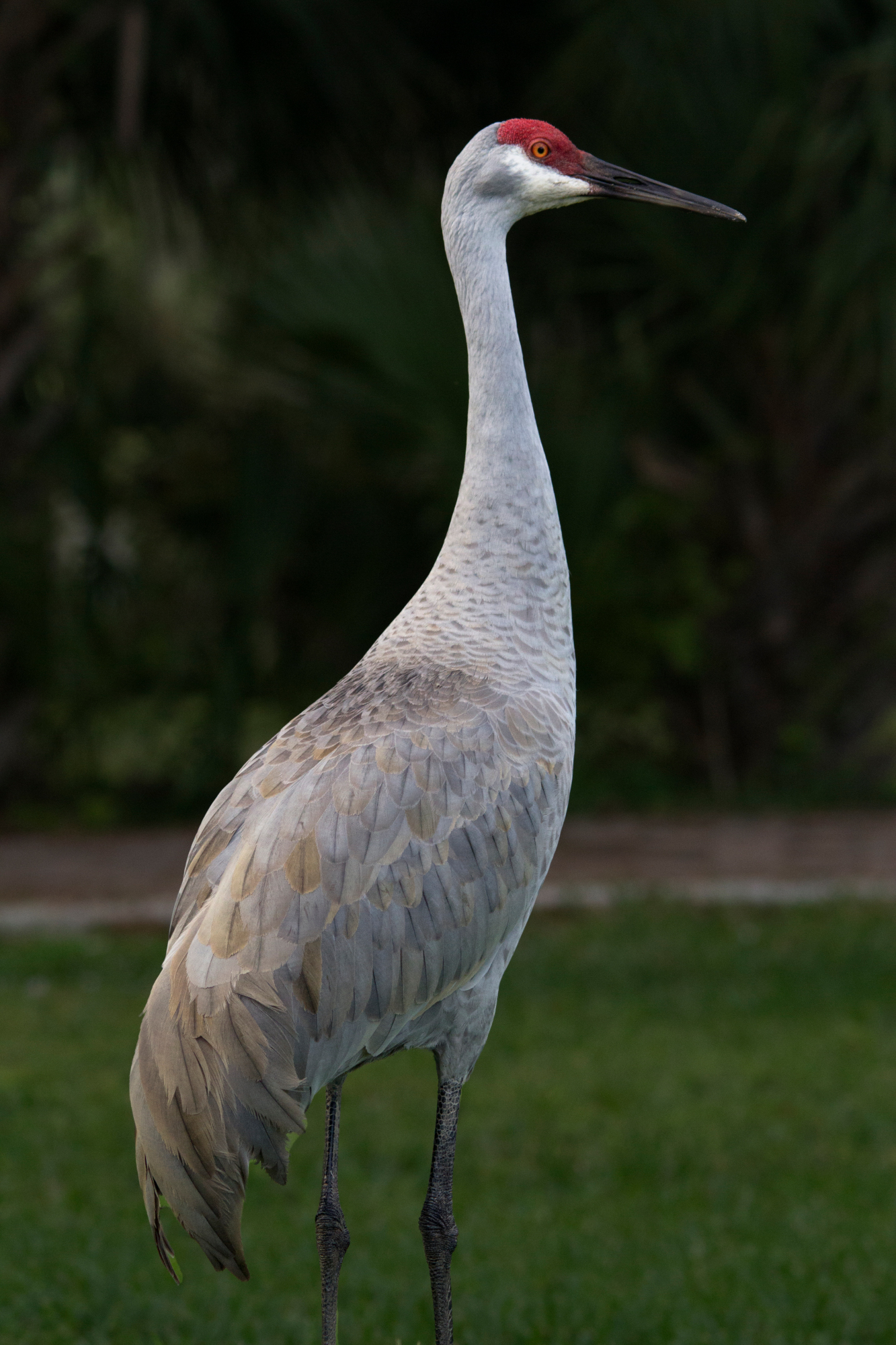 sandhill-crane-wetland-wading-birds
