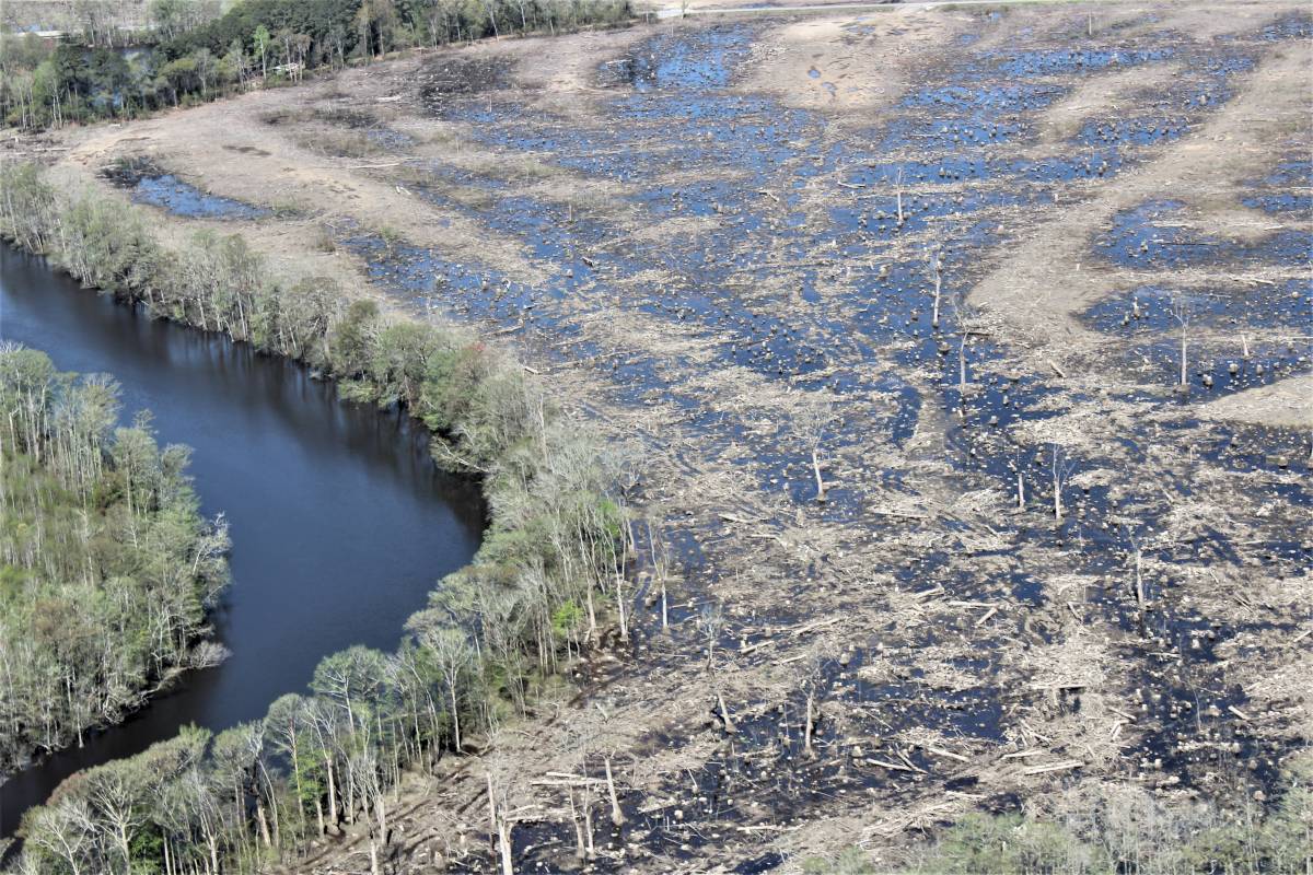 clearcut-logging-in-the-us-south