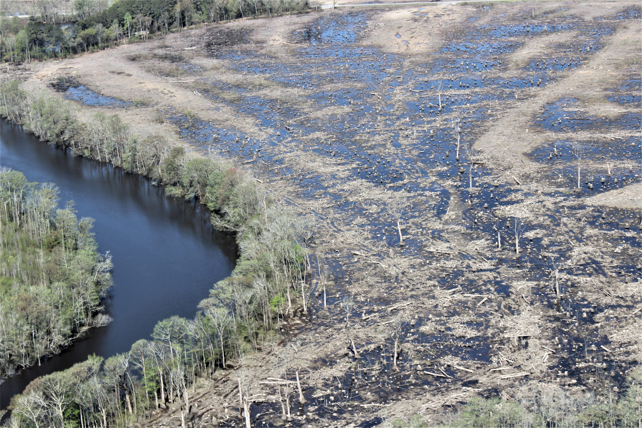 Does clean energy mean clearcutting bottomland hardwood forests?