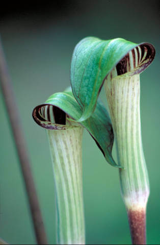 Jack in the pulpit.