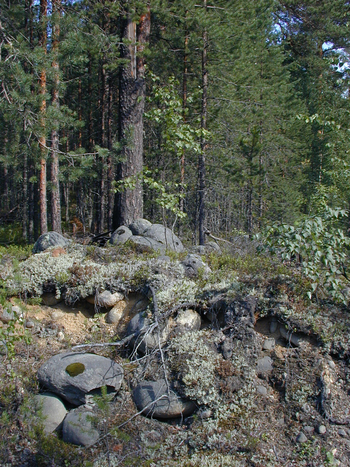 Karelian Old Growth Forest