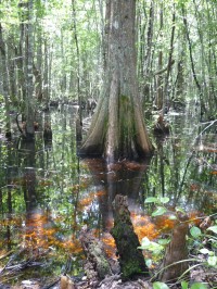 Okeefenokee Swamp