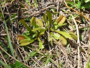 Venus Flytraps in the Green Swamp Preserve in Brunswick County, NC