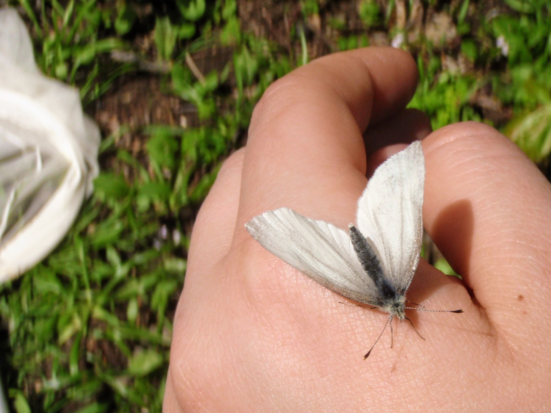 A West Virginia White butterfly, Pieris virginiensis, rests on a hand.