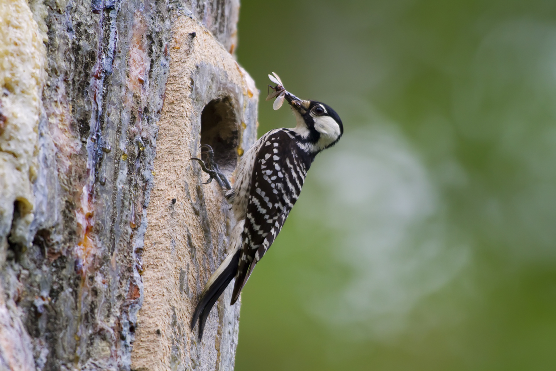 red-cockaded-woodpecker-by-usfws