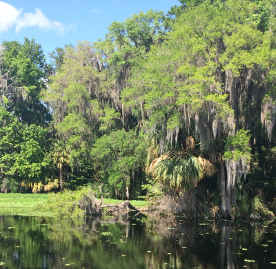 south-carolina-community-fights-pellet-mill-wetland