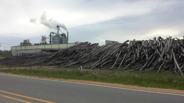 Enviva wood pellet facility emitting smoke with many stacks of tree trunks