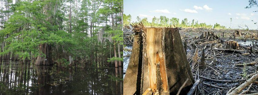 Clearcutting is harmful for communities, biodiversity, and the planet. 