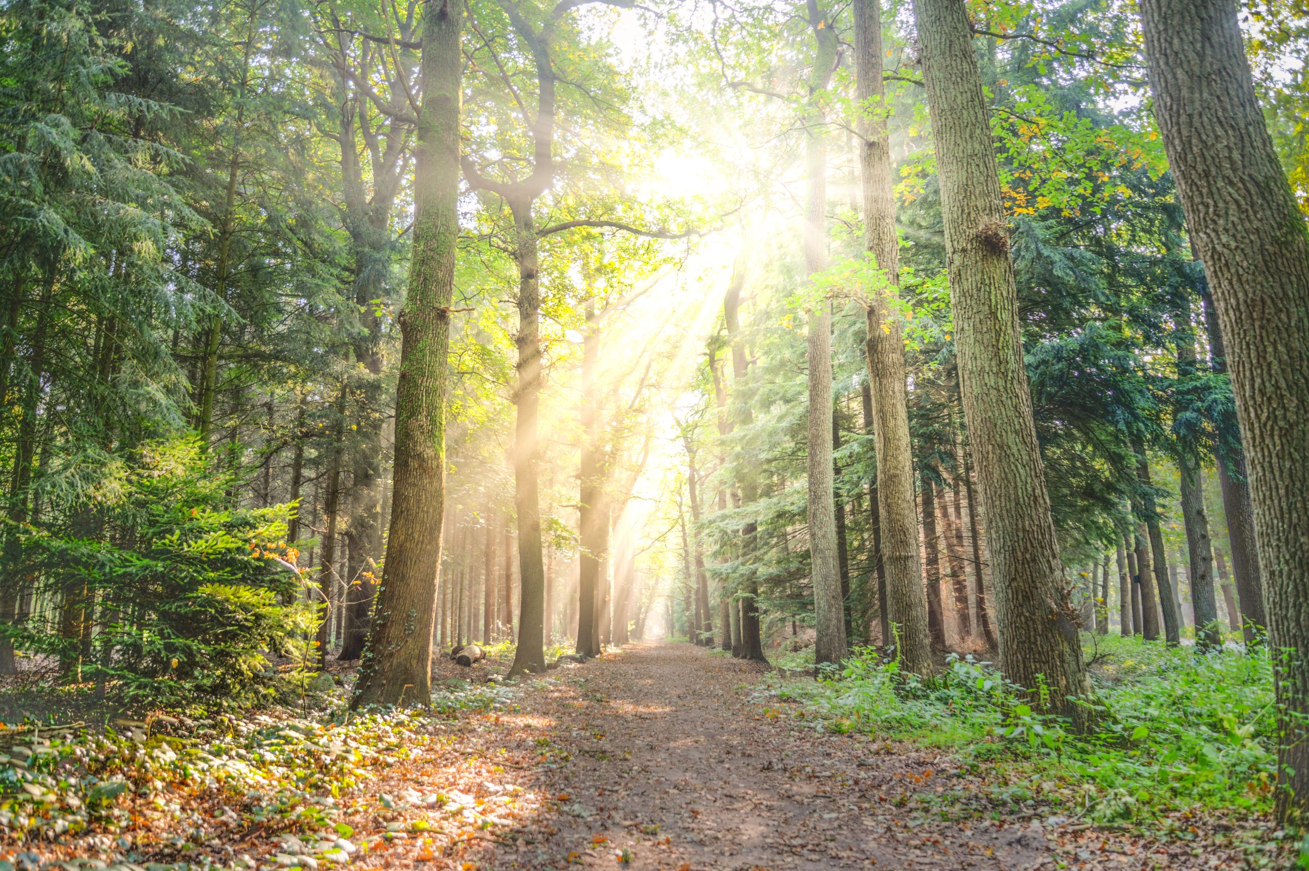 Beautiful forest with sunlight streaming through the trees