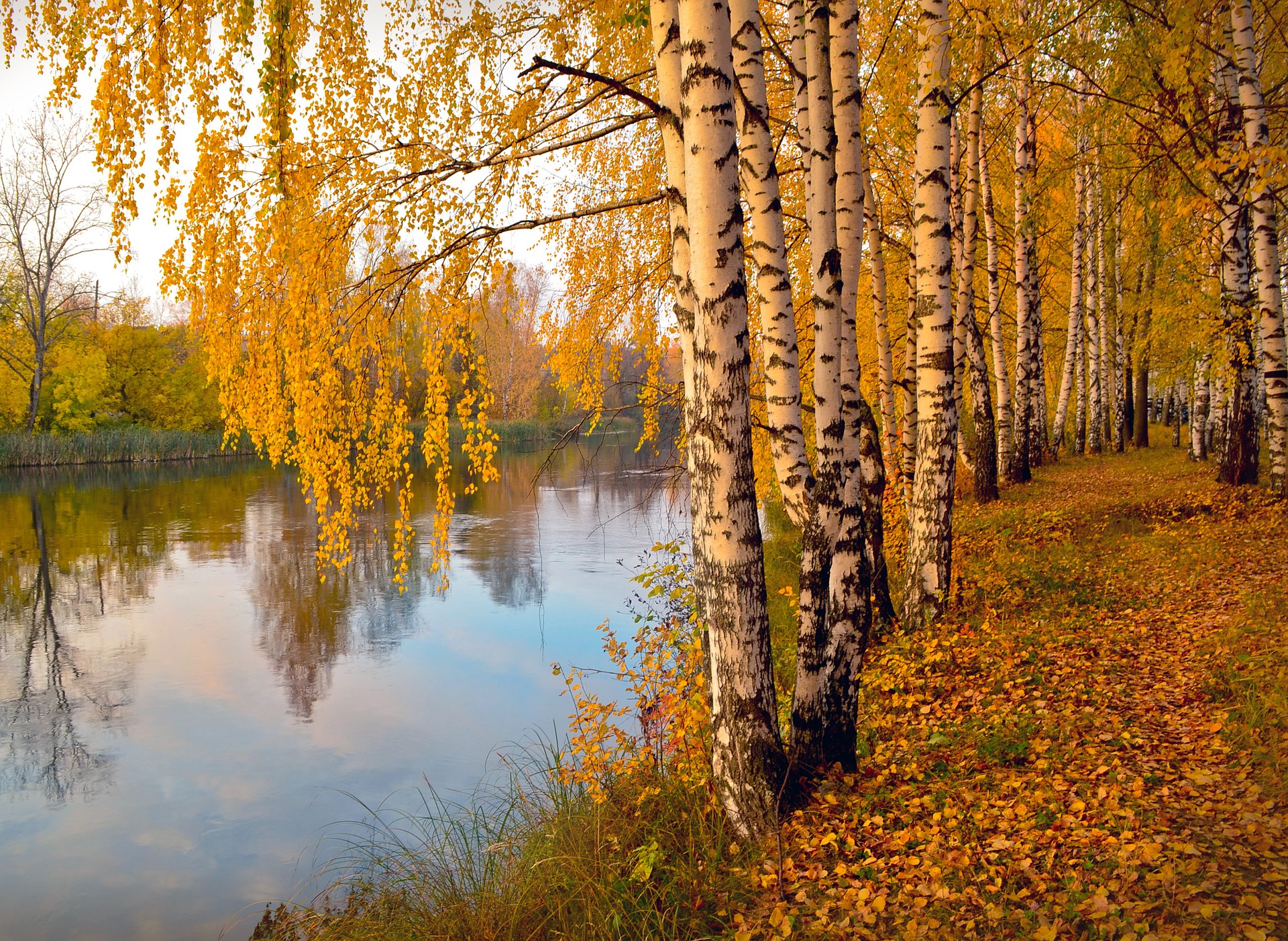 birch trees are a vibrant orange in the autumn