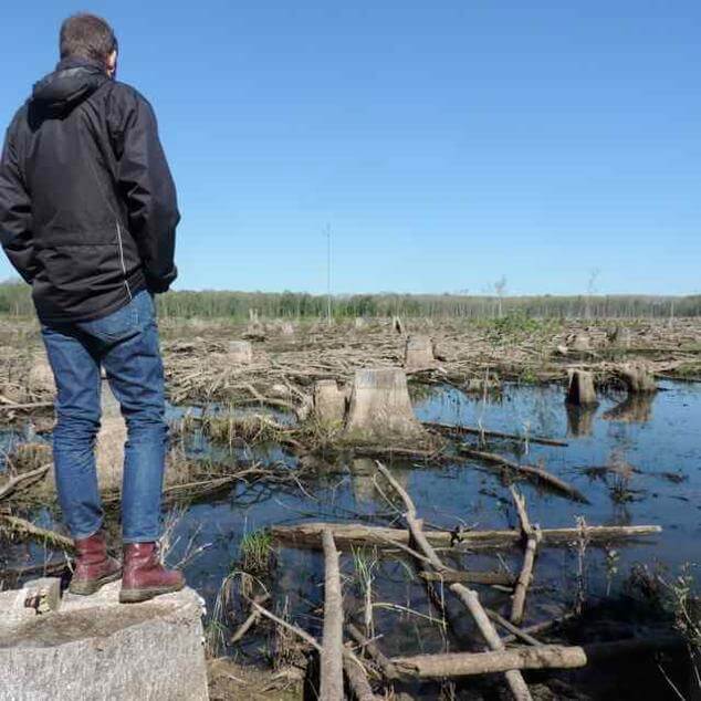 Clear-cut of wetland forest in North Carolina. The wood is used to make pellets for biomass-burning power stations in Europe Kenneth Richter