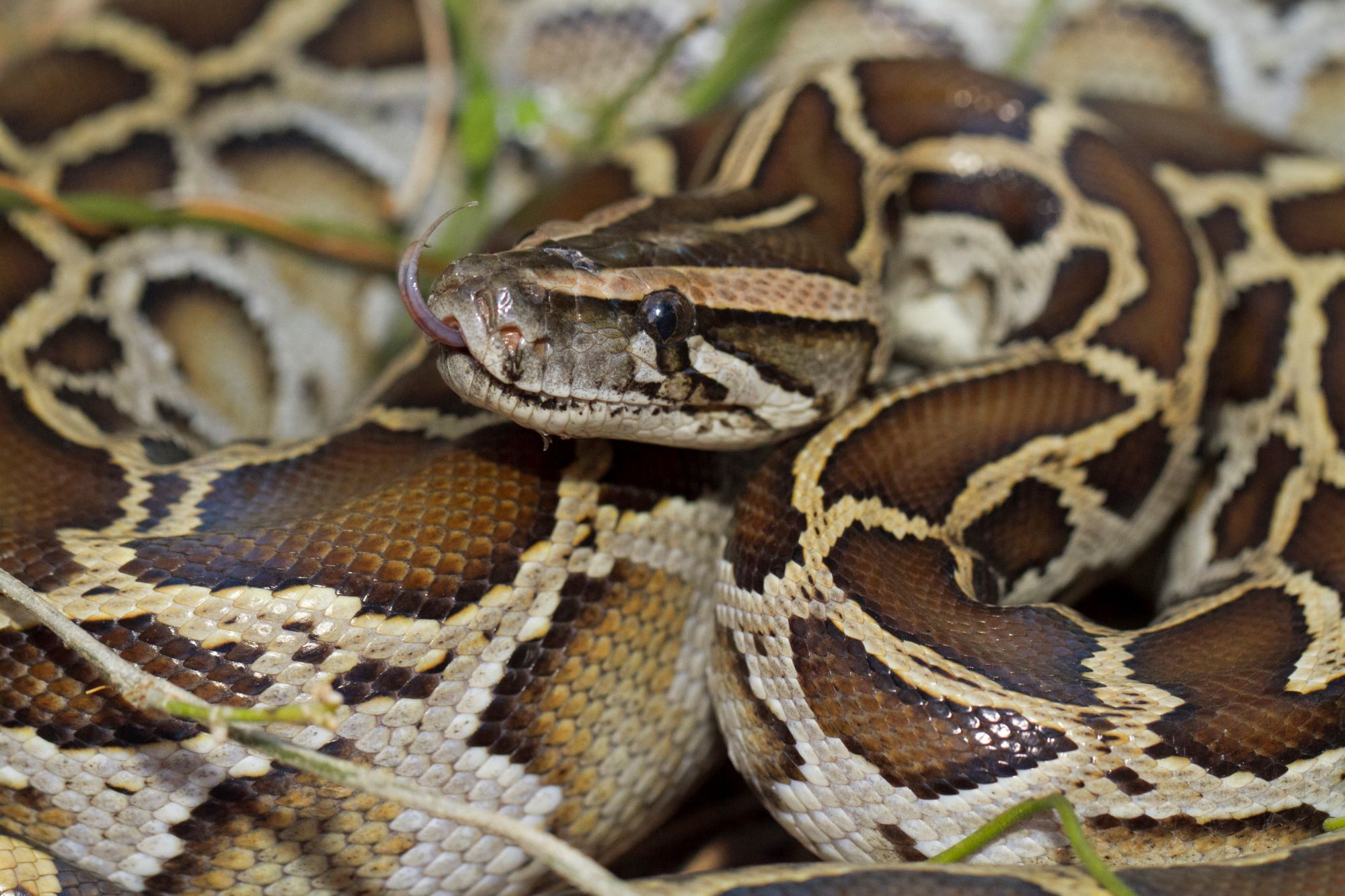 a burmese python coiled up