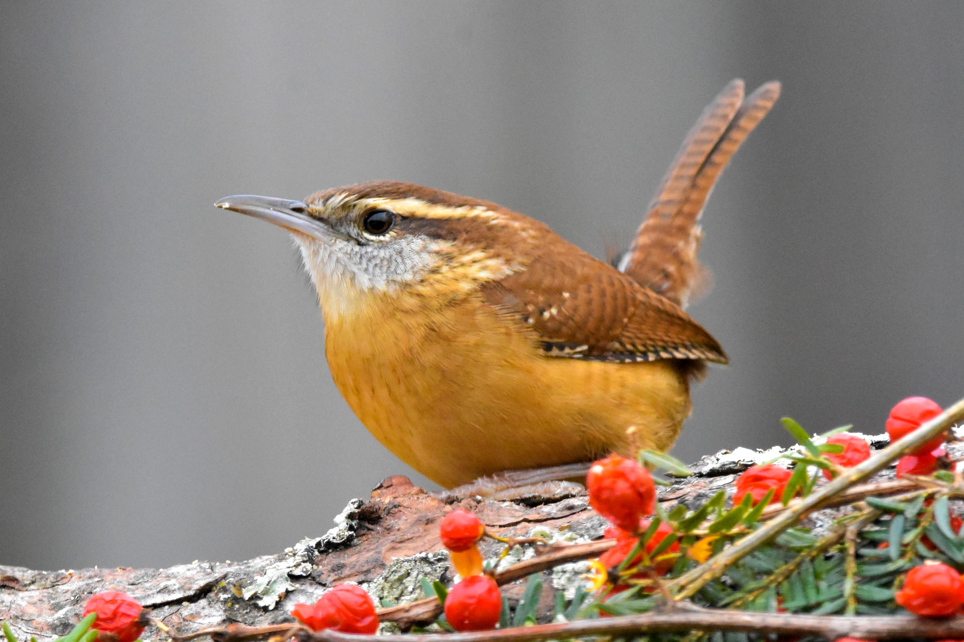 carolina-wren-songbird-on-snowy-branch
