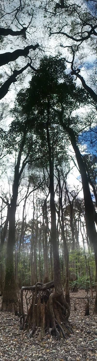 congaree