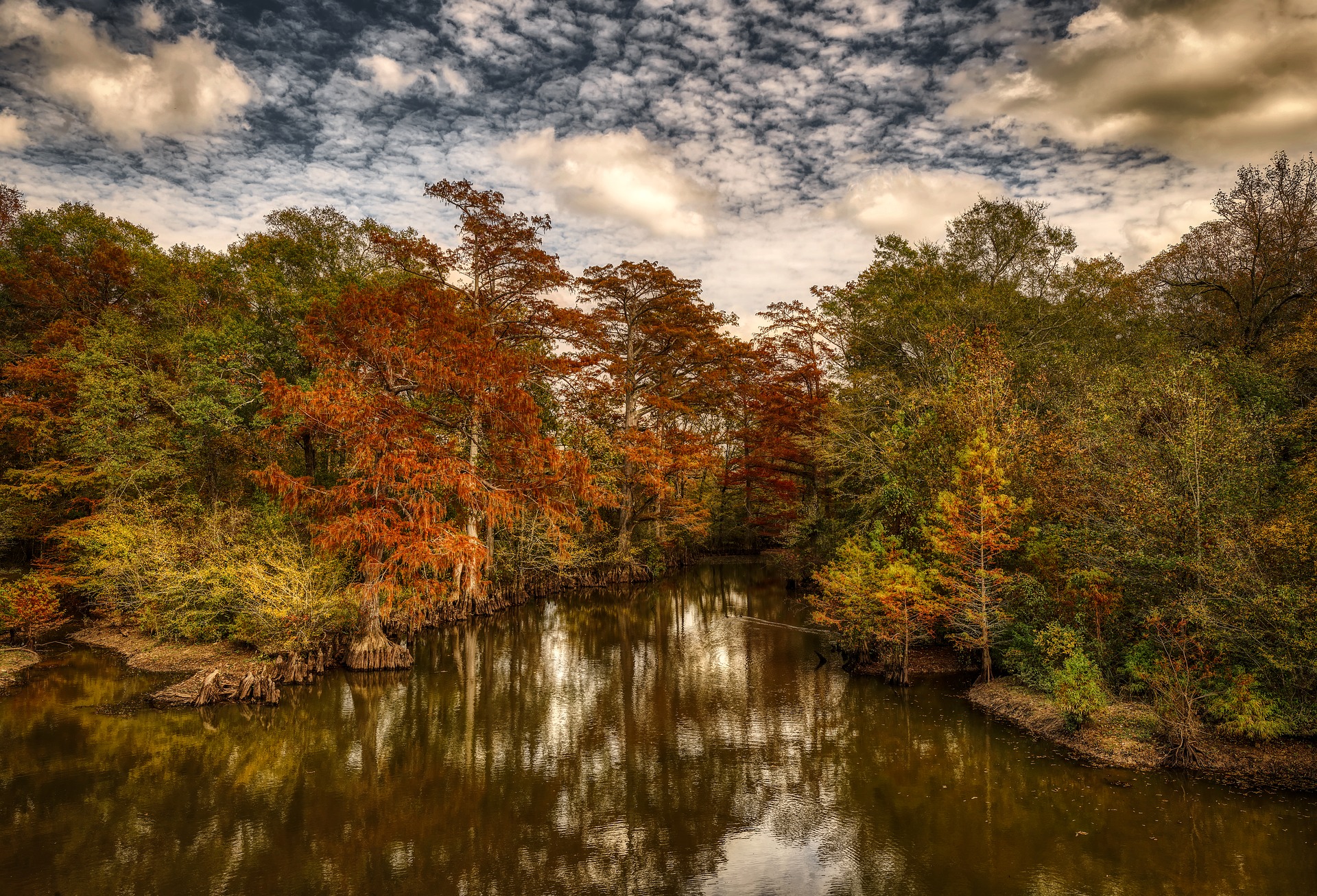 southern-us-wetland-forests-and-communities-in-the-media
