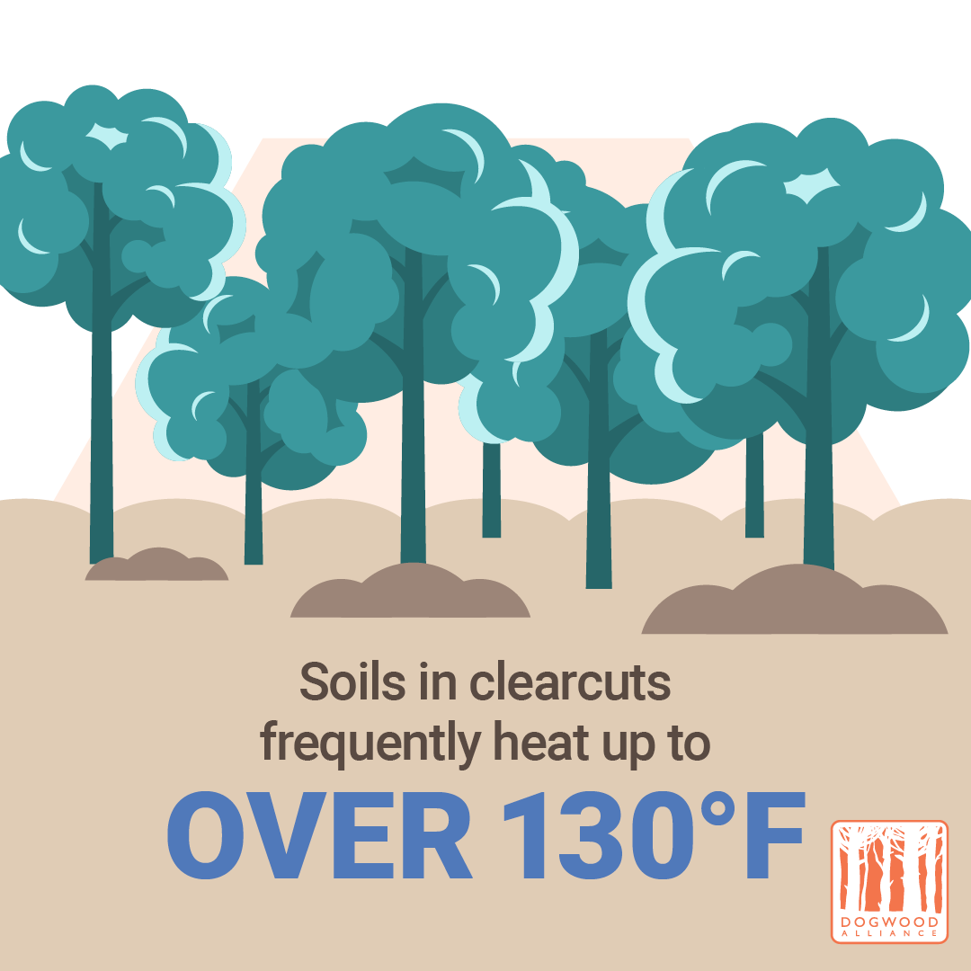 logging heats up the soil