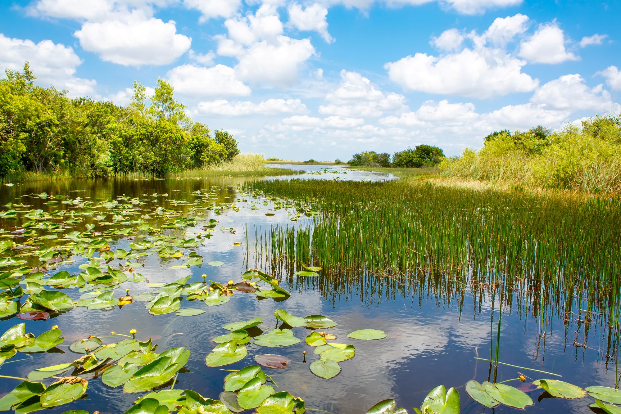 wetlands grass in the everglades