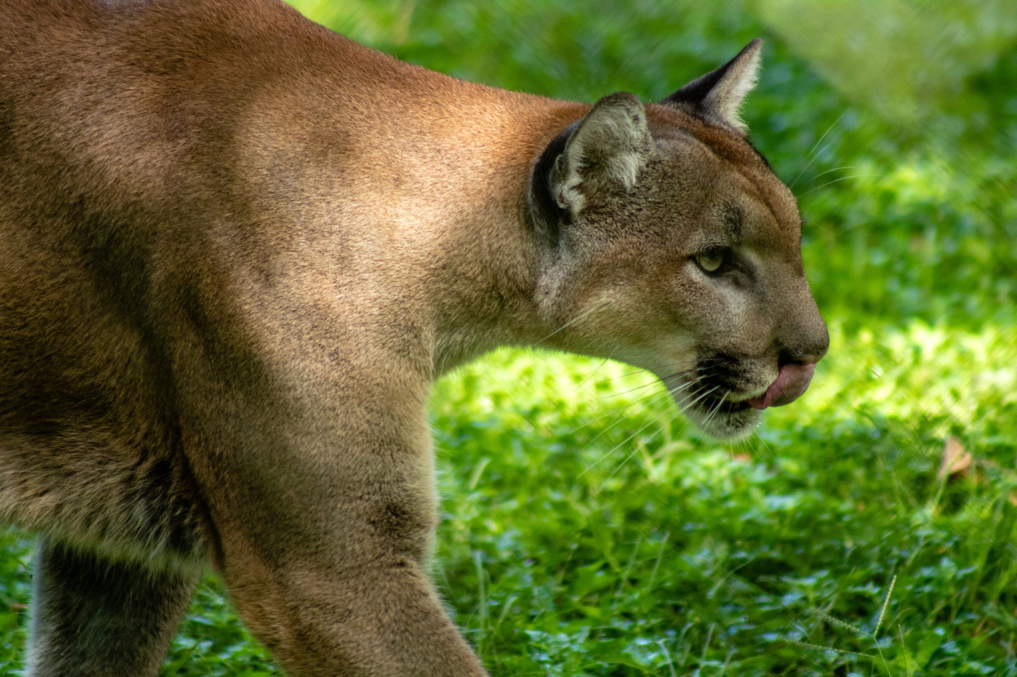 a florida panther