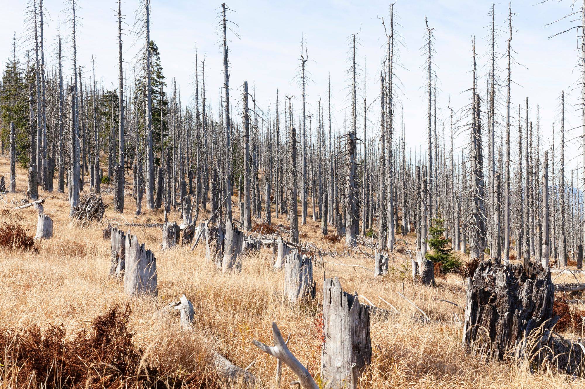forest-dieback