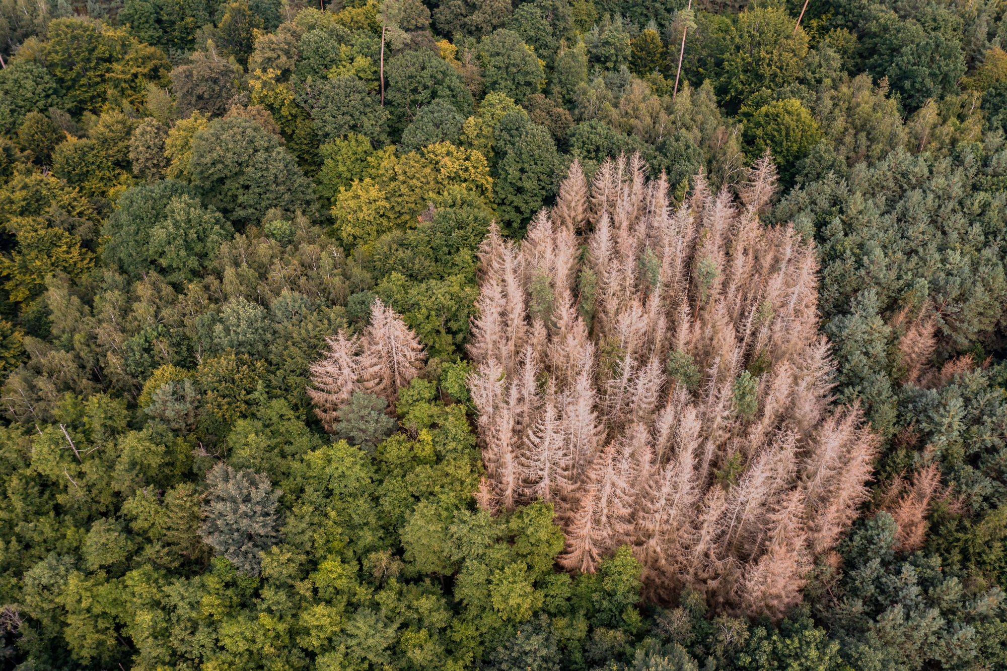 forest-dieback-patch-of-dead-trees-in-forest