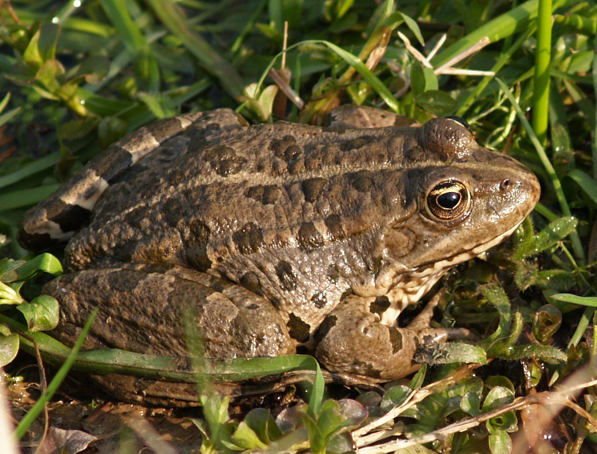river frog