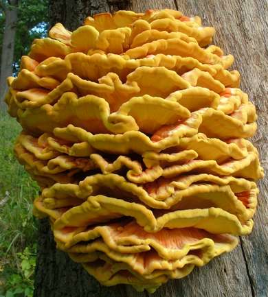 Chicken-of-the-Woods in the Southern Appalachians Chicken of the Woods in the Southern Appalachians