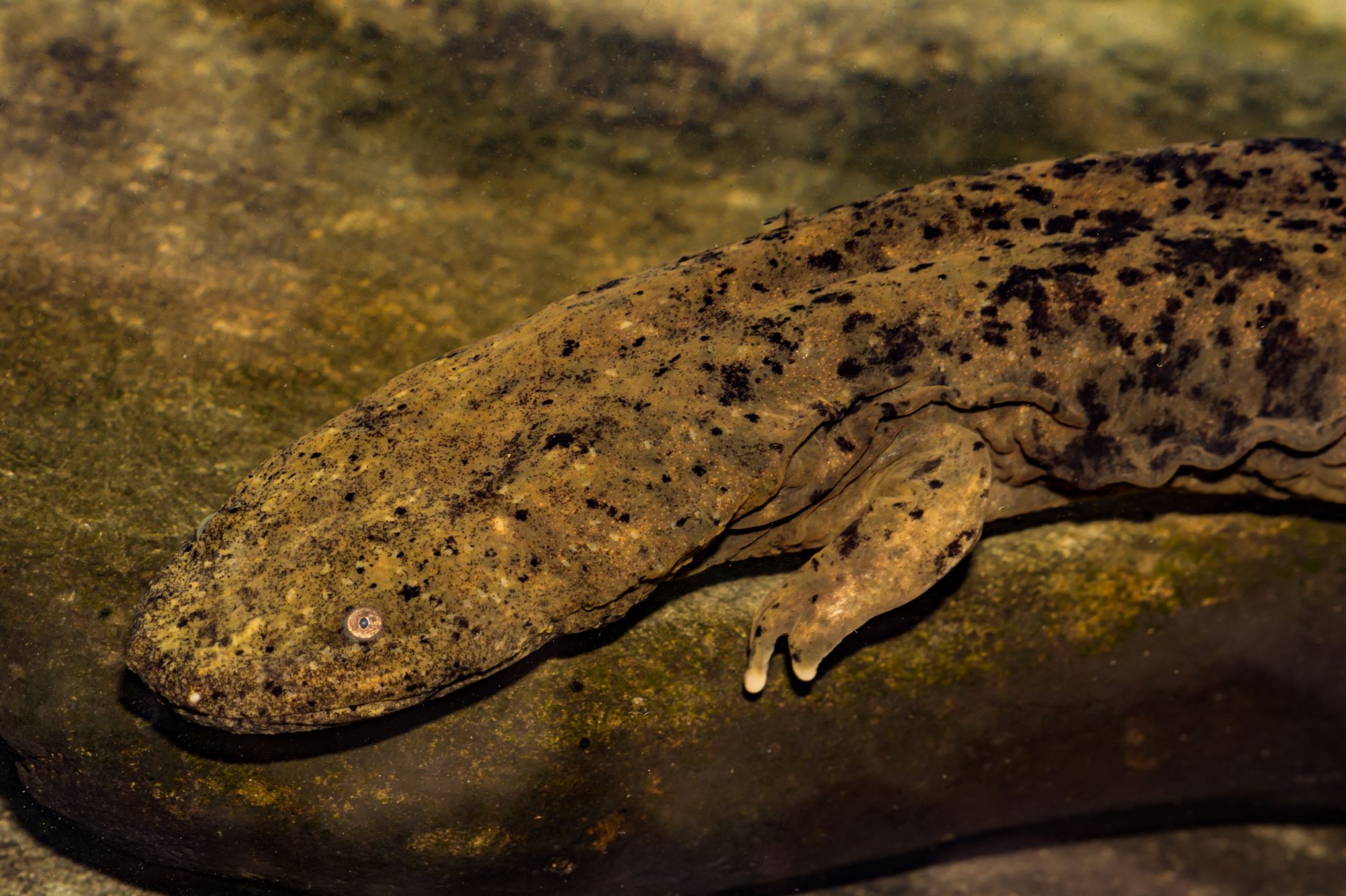 hellbenders hide easily