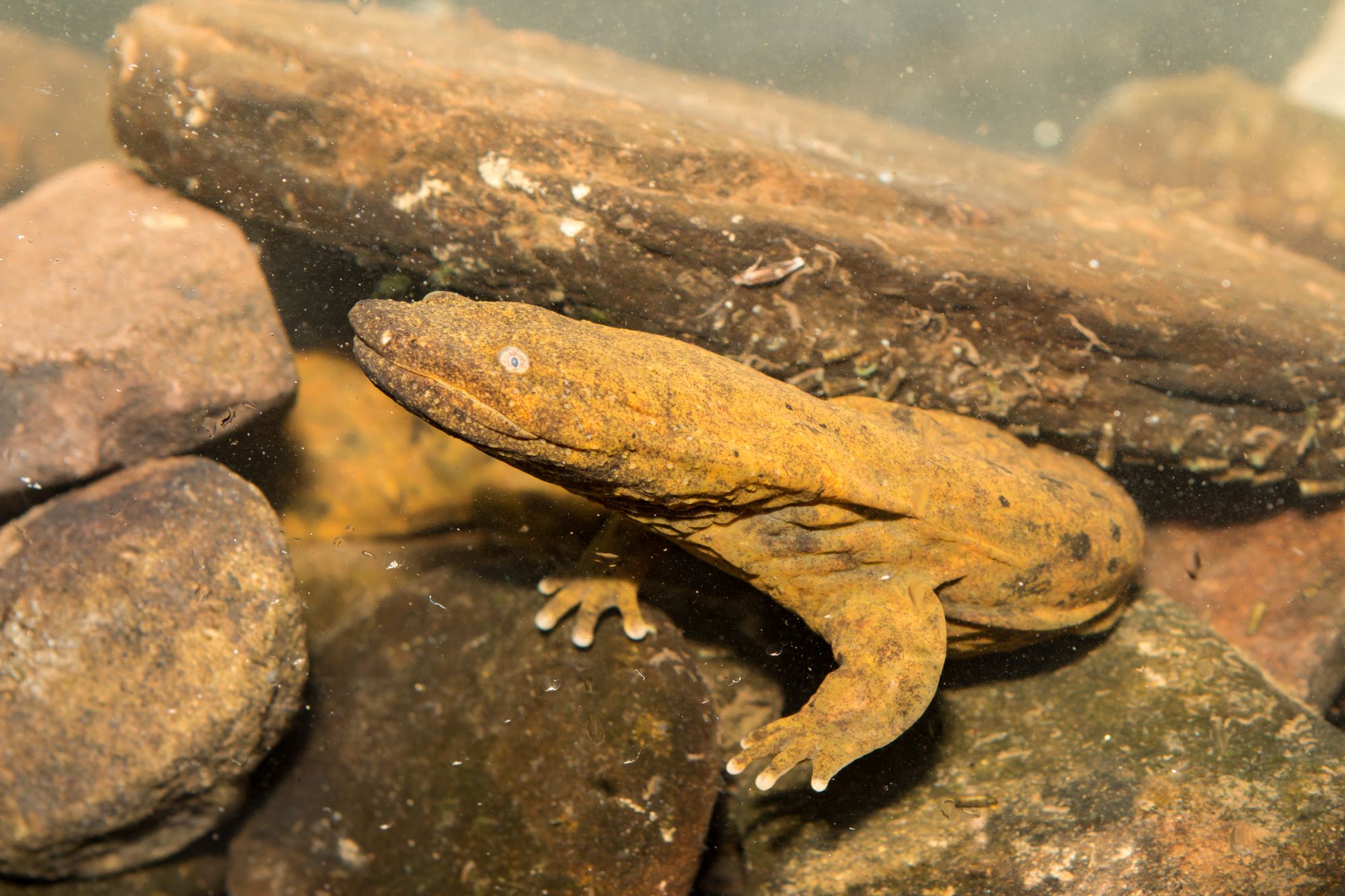 a hellbender in a stream