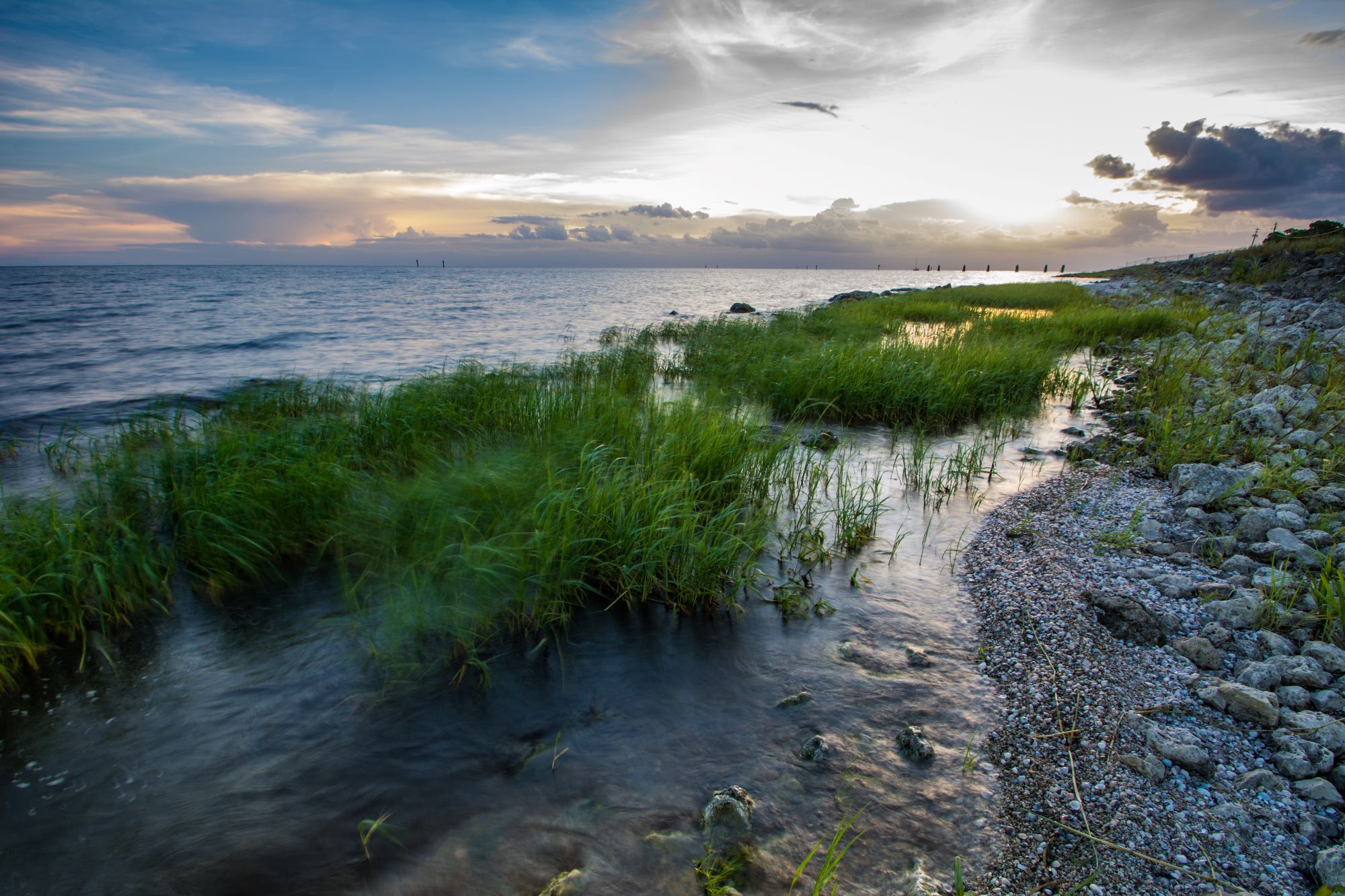 lake okeechobee - grass and stones
