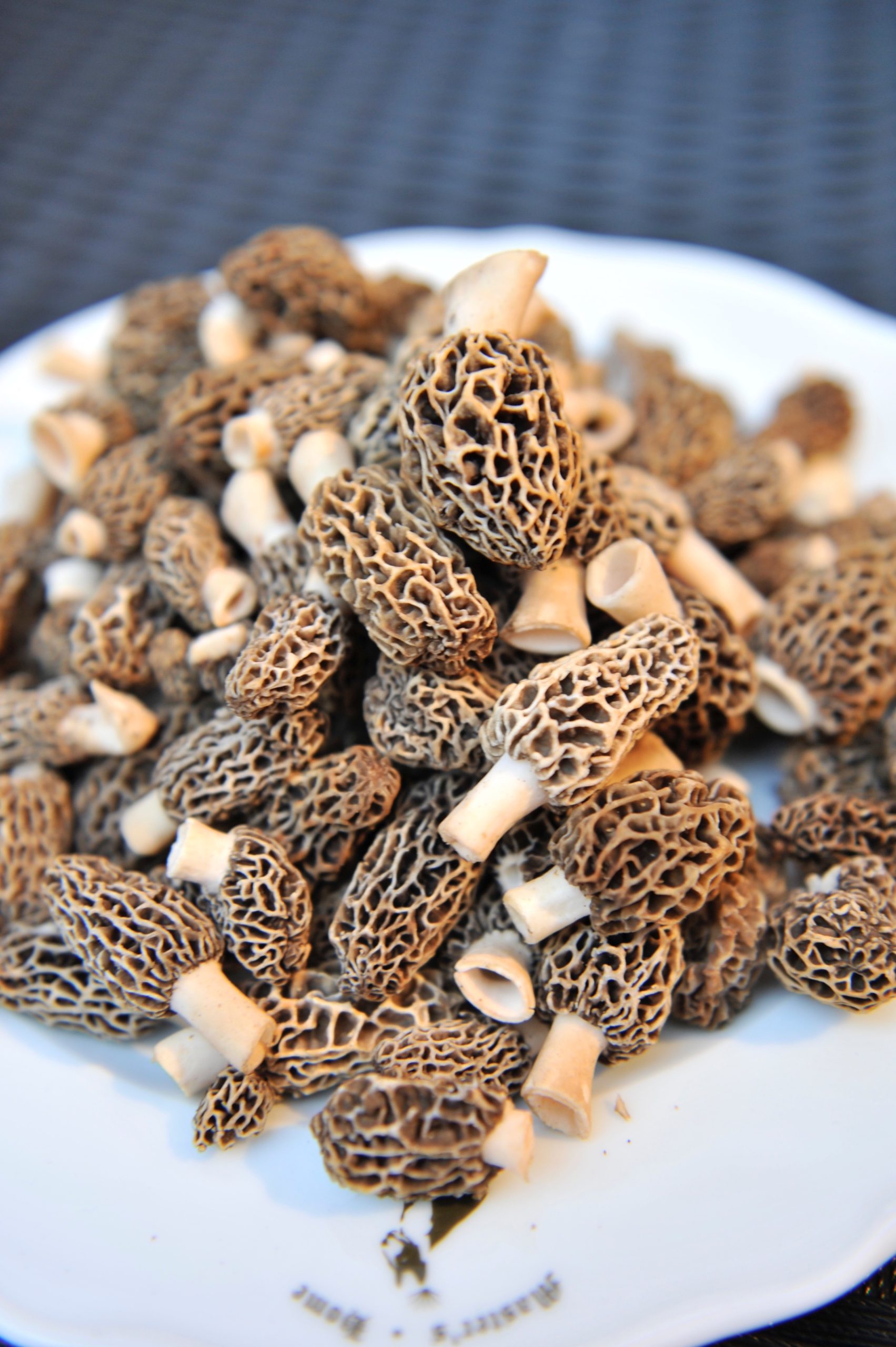 true morel mushrooms