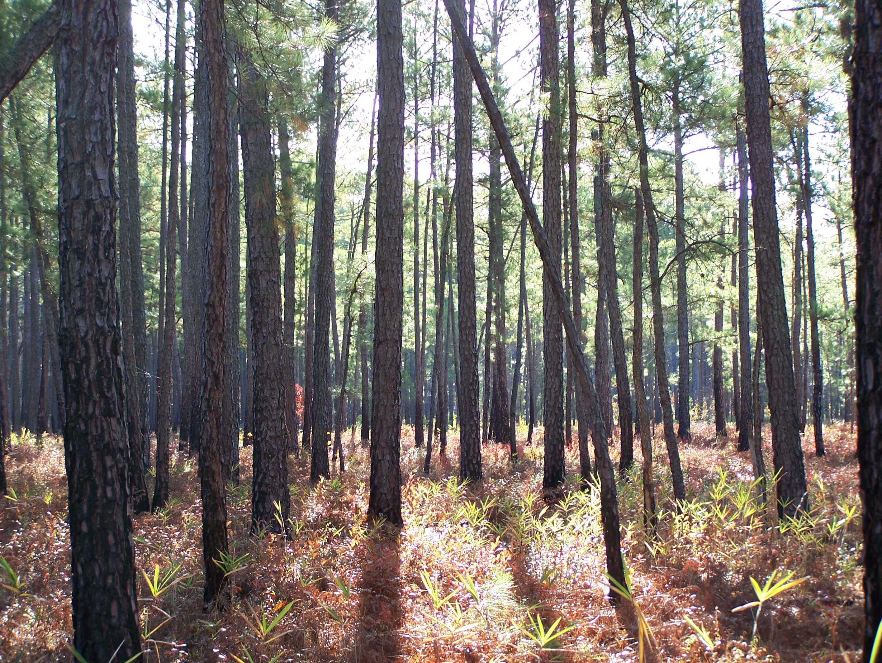 Sunrise at Zuni Pine Barrens