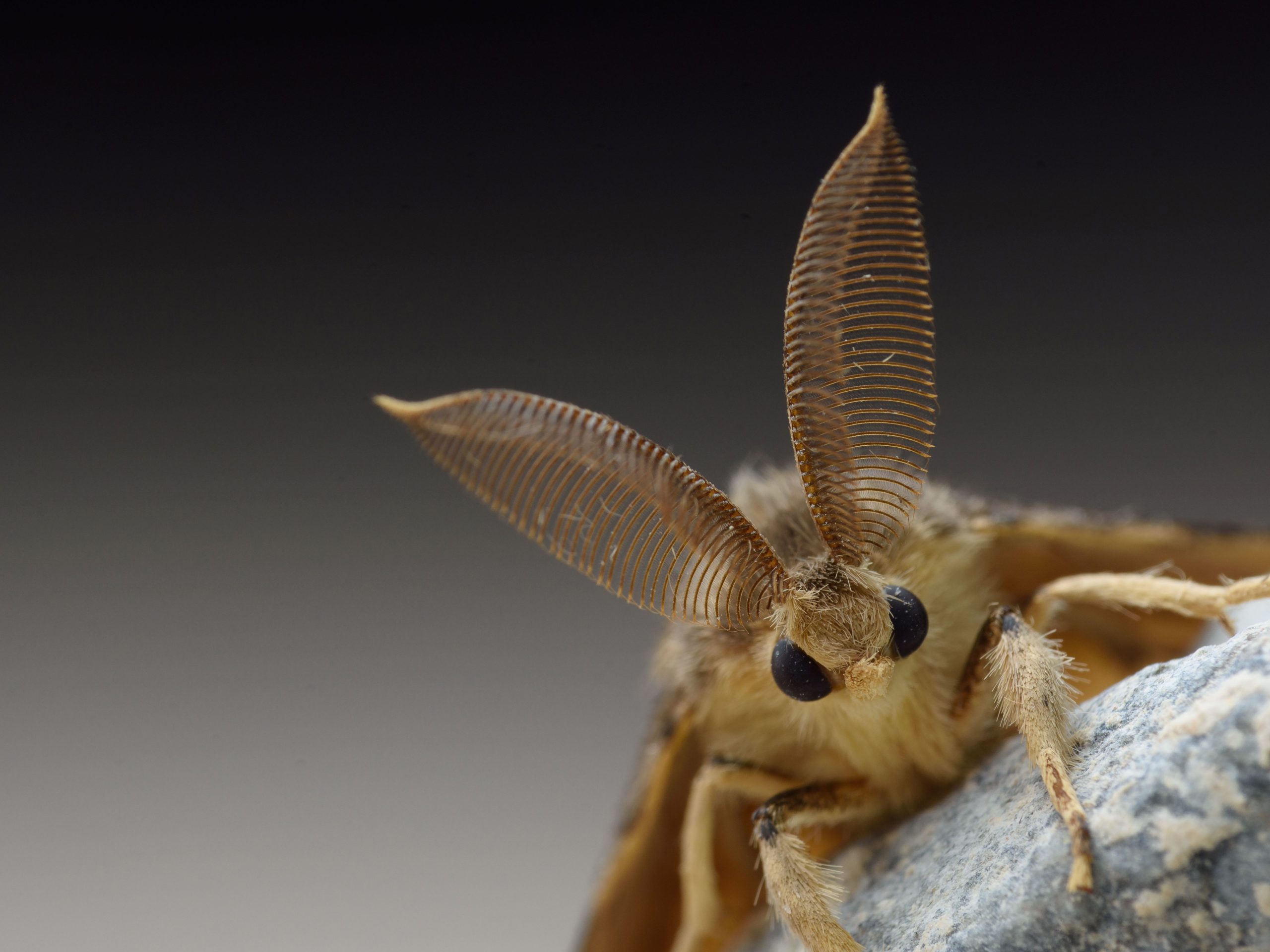 moth-antennae