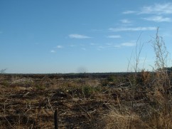 Clearcut, Wilmington, NC