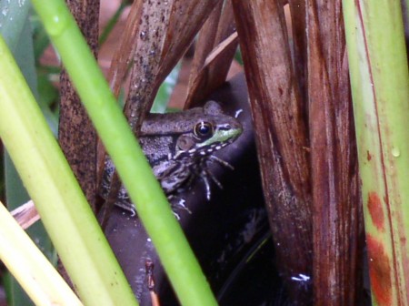 Tree Frog