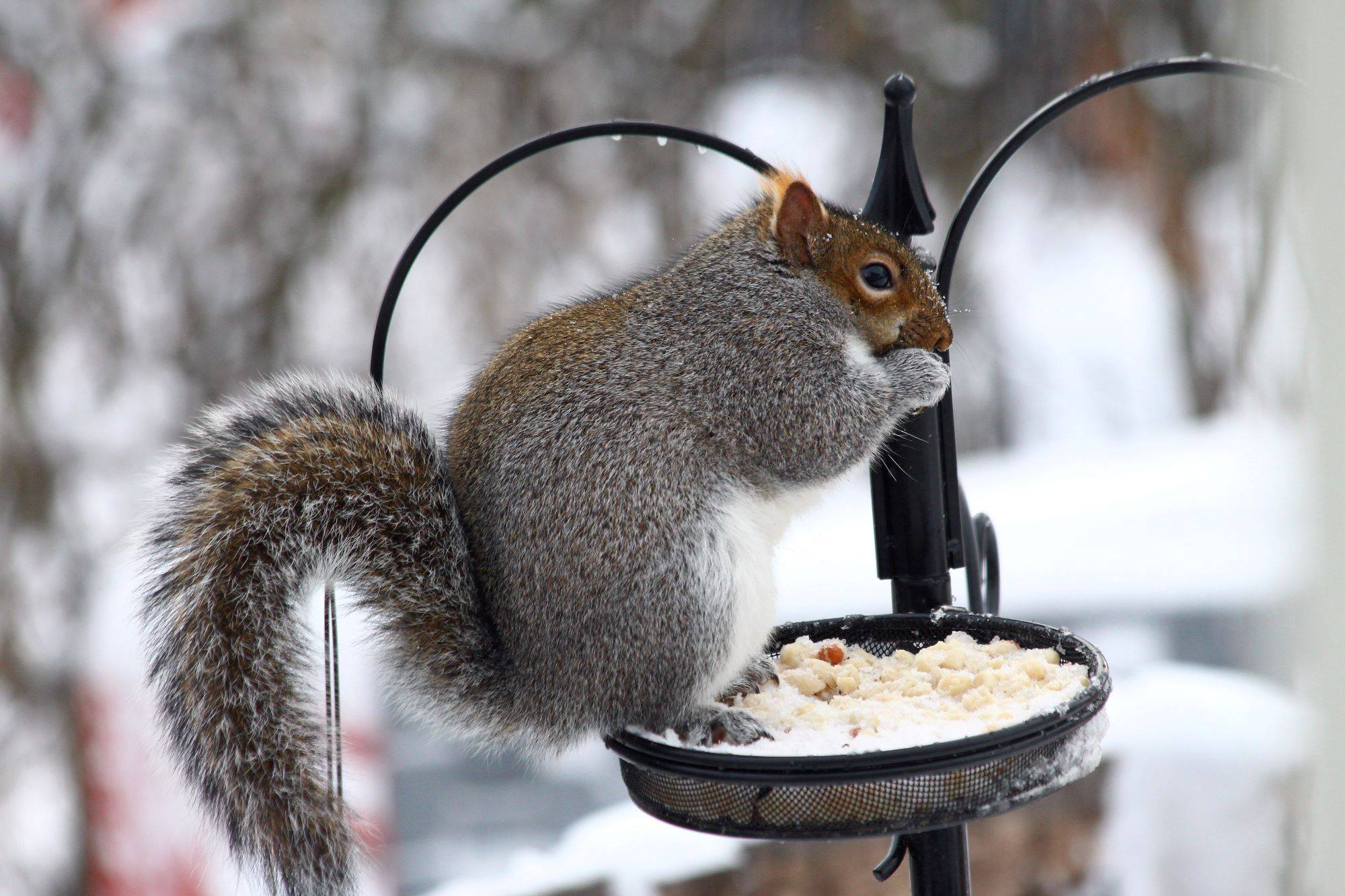 squirrel at a bird feeder
