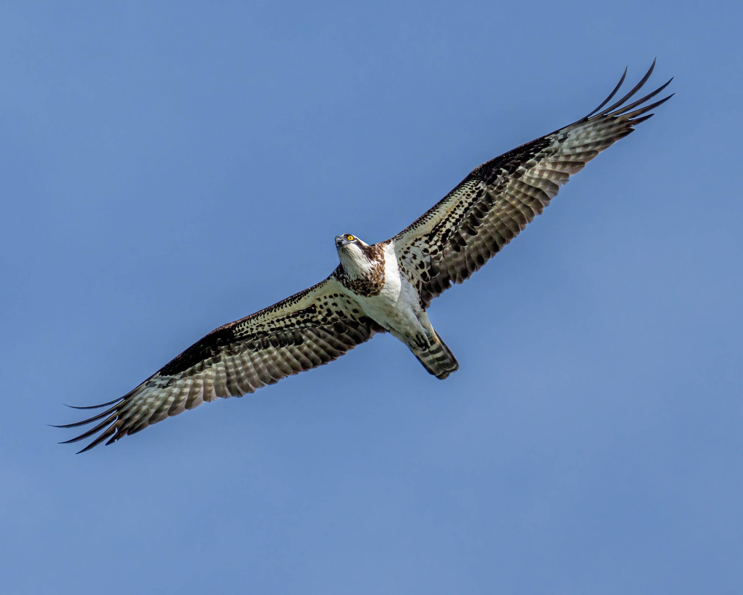 osprey in flight